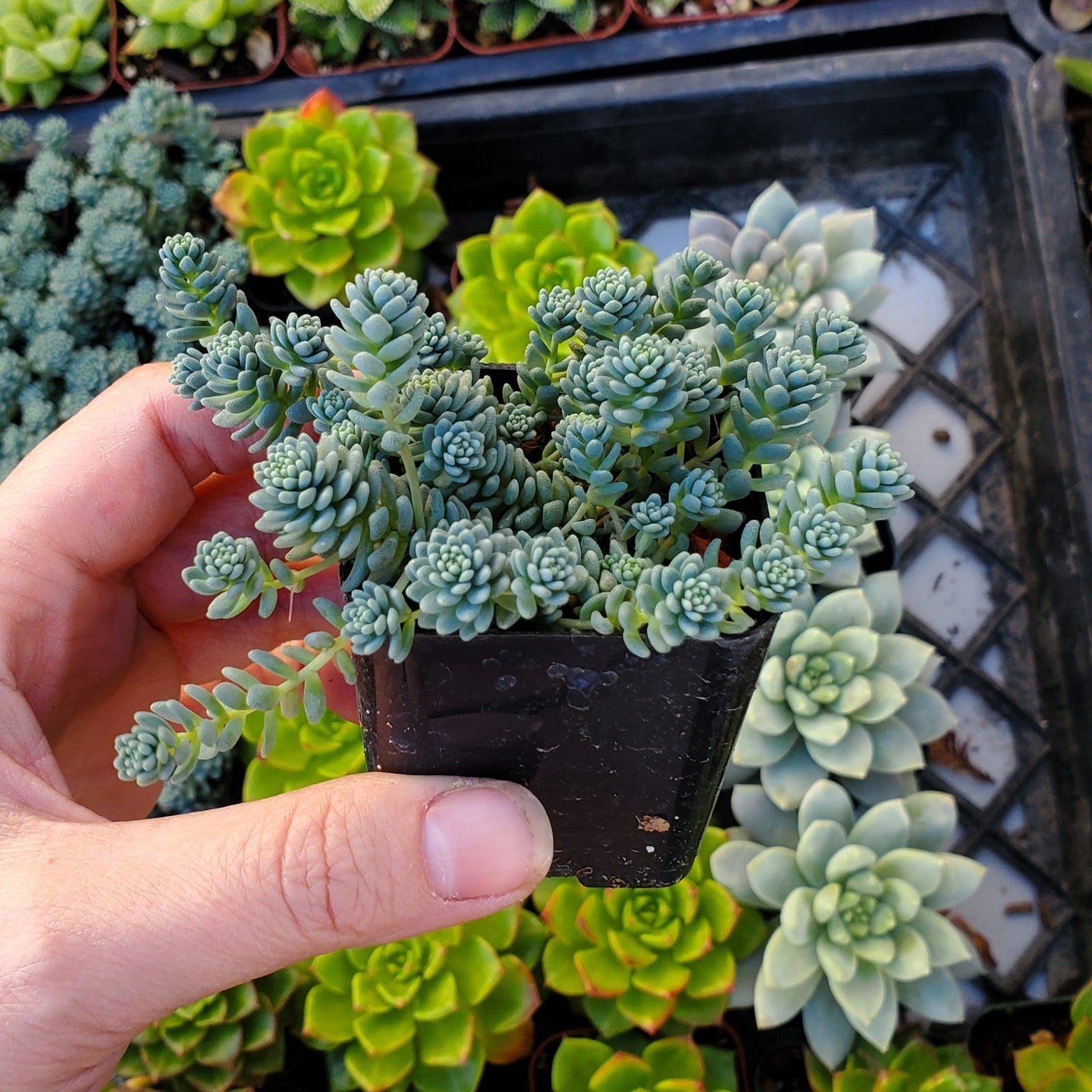 Sedum dasyphyllum 'Himalayan Skies'